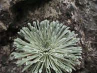 Saxifraga longifolia Lapeyr. Corona de rey 2