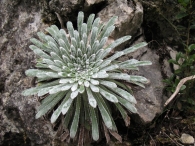 Saxifraga longifolia Lapeyr. Corona de rey