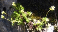 Saxifraga moschata Wulfen (1781). Ahora Saxifraga exarata Vill. subsp. moschata (1913).