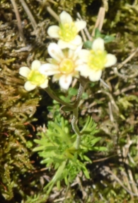 Saxifraga moschata Wulfen (1781). Ahora Saxifraga exarata Vill. subsp. moschata (1913). 2