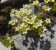 Saxifraga moschata Wulfen (1781). Ahora Saxifraga exarata Vill. subsp. moschata (1913). 4