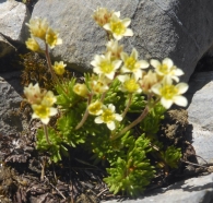 Saxifraga moschata Wulfen (1781). Ahora Saxifraga exarata Vill. subsp. moschata (1913). 5