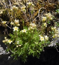 Saxifraga moschata Wulfen (1781). Ahora Saxifraga exarata Vill. subsp. moschata (1913). 3