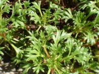 Saxifraga trifurcata Schrad. 2