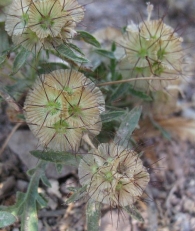 Scabiosa stellata L. subsp. stellata, Lomelosia stellata (L.) Raf., Escabiosa menor, Farolito 7