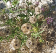 Scabiosa stellata L. subsp. stellata, Lomelosia stellata (L.) Raf., Escabiosa menor, Farolito