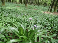 Scilla lilio-hyacinthus L., Escilla pirenaica 4