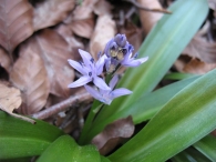 Scilla lilio-hyacinthus L., Escilla pirenaica 10
