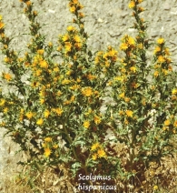 Scolymus hispanicus L. 2