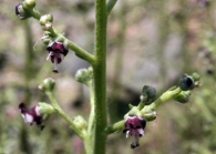 Scrophularia crithmifolia Boiss. FOTOS de F�LIX REY