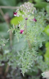Scrophularia crithmifolia Boiss. FOTOS de F�LIX REY