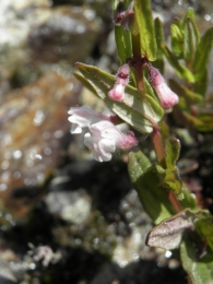 Scutellaria minor 2
