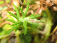 Sedum amplexicaule subsp. amplexicaule DC.