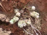 Sedum dasyphyllum subsp. glanduliferum 2
