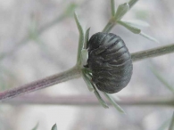 Timarcha - larva 2