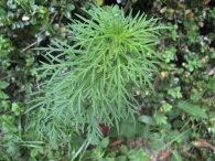 Senecio adonidifolius Loisel, Senecio con hojas de adonis 8
