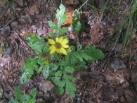 Senecio aquaticus