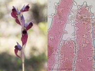 Serapias cordigera