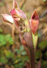 Serapias parviflora (Parl.1837), Serapias de flor peque�a