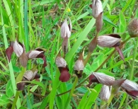 Serapias vomeracea (Burm.) Briq. 2