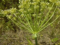 Seseli libanotis (L.) Koch. 2