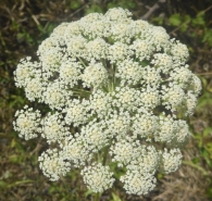 Seseli libanotis (L.) Koch. 5