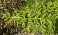 Seseli libanotis (L.) Koch. 3