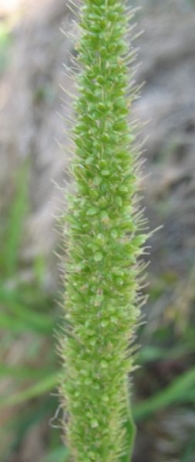 Setaria viridis (L.) P.Beauv., Amor de hortelano 2