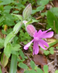 Silene dioica (L.) Clairv., Borbonesa. En flor en el mes de Octubre. 2