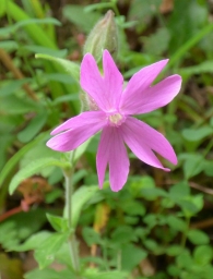 Silene dioica (L.) Clairv., Borbonesa. En flor en el mes de Octubre.