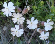 Silene latifolia Poiret., Silene pratensis.