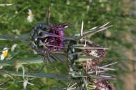Silybum eburneum