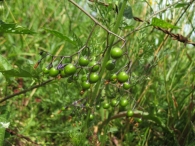 Solanum dulcamara L., Dulcamara, Uvas del diablo 2
