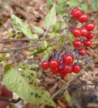 Solanum dulcamara L., Dulcamara, Uvas del diablo.