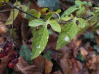 Solanum dulcamara L., Dulcamara con hojas lobuladas.