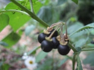 Solanum nigrum L., Tomatillos del diablo 2