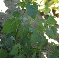 Solanum nigrum L., Tomatillos del diablo 3