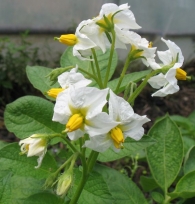 Solanum tuberosum L., Patata 5