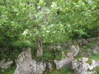 Sorbus aucuparia L., Serbal De Cazadores, Serbal Silvestre, Atso-Lizarra, Osta-Lizarra 8