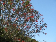Sorbus aucuparia L., Serbal De Cazadores, Serbal Silvestre, Atso-Lizarra, Osta-Lizarra 2