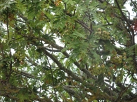 Sorbus domestica L., Serbal común, Pomero, Poma 6
