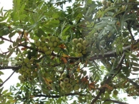 Sorbus domestica L., Serbal com�n, Pomero, Poma 7