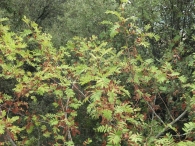 Sorbus domestica L., Serbal com�n, Pomero, Poma