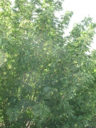 Sorbus domestica L., Serbal común, Pomero, Poma 4