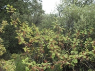 Sorbus domestica L., Serbal común, Pomero, Poma 2