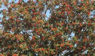 Sorbus intermedia (Ehrh.) Pers., Serbal de  Suecia, Mostajo sueco. 4