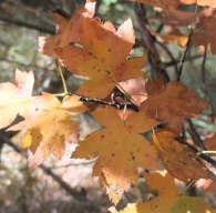 Sorbus torminalis (L.) Crantz., Sorbo silvestre, Peral de monte, Mazpil. 4