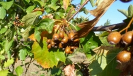 Sorbus torminalis (L.) Crantz., Sorbo silvestre, Peral de monte, Mazpil. 3