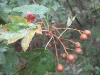 Sorbus torminalis (L.) Crantz., Sorbo silvestre, Peral de monte, Mazpil