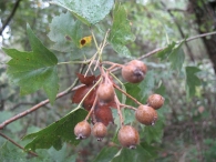 Sorbus torminalis (L.) Crantz., Sorbo silvestre, Peral de monte, Mazpil 3